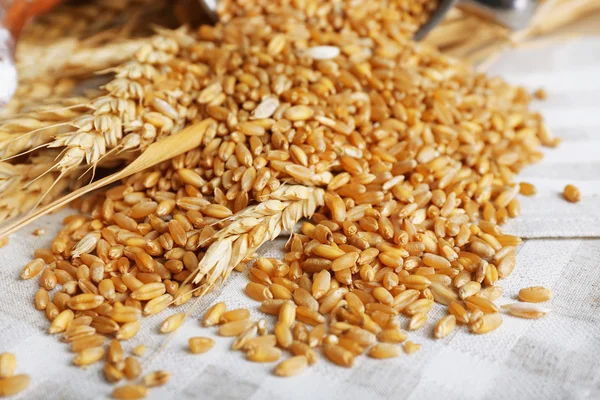 Čerstvé pšeničná zrna — Stock fotografie