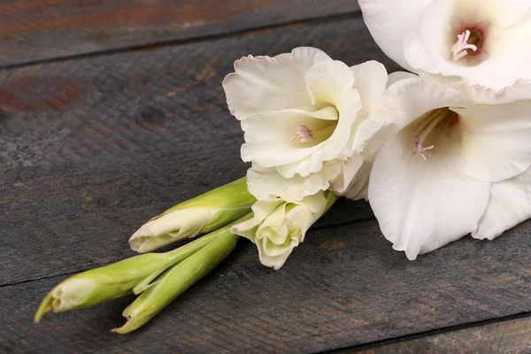 Gladiolus frumos pe fundal din lemn — Fotografie, imagine de stoc