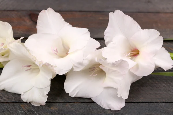 Beautiful gladiolus on wooden background — Stock Photo, Image