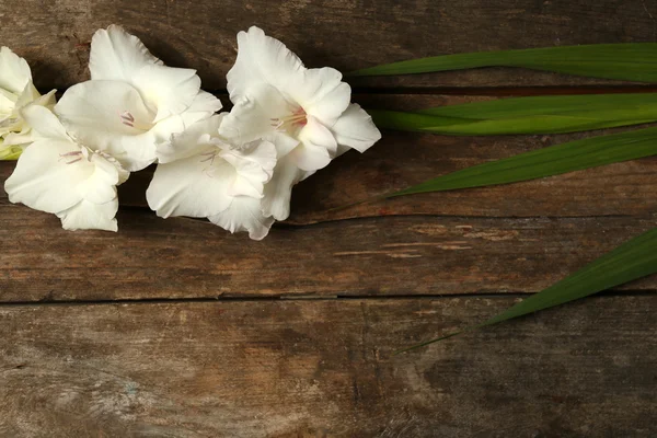 Gyönyörű gladiolus fából készült háttér — Stock Fotó