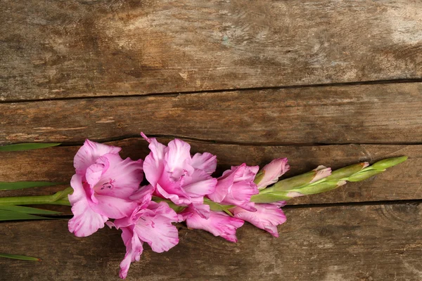 Beau gladiole sur fond en bois — Photo