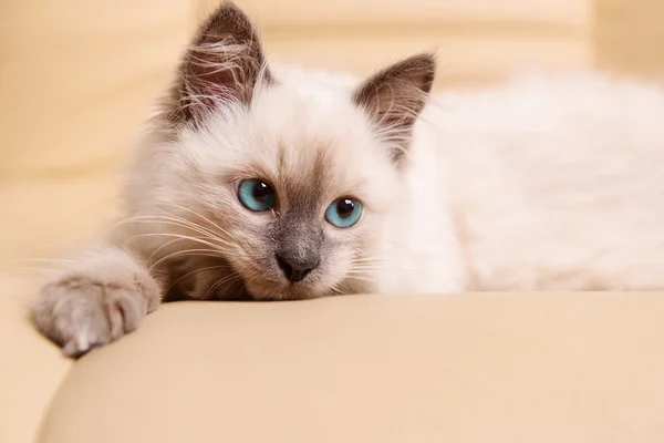 Милый маленький котенок лежит на диване — стоковое фото