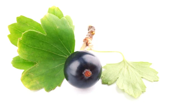 Vilda svarta vinbär med gröna blad isolerad på vit — Stockfoto