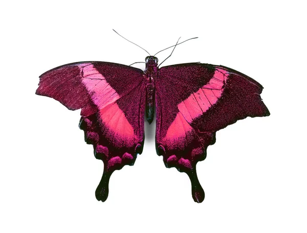 Motýl izolovaných na bílém — Stock fotografie