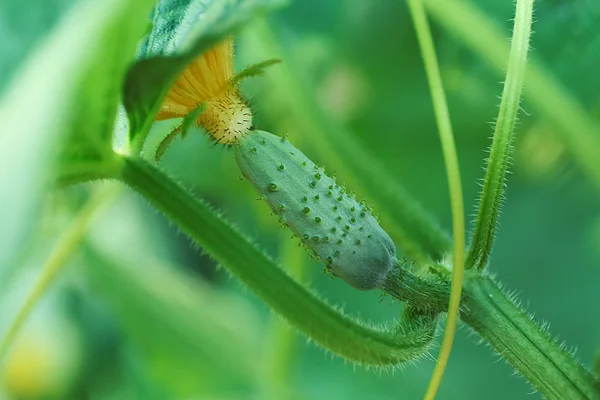 Cucumber growing in garden — Stock Photo, Image