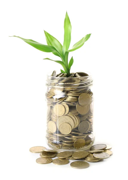 Plant growing in coins — Stock Photo, Image