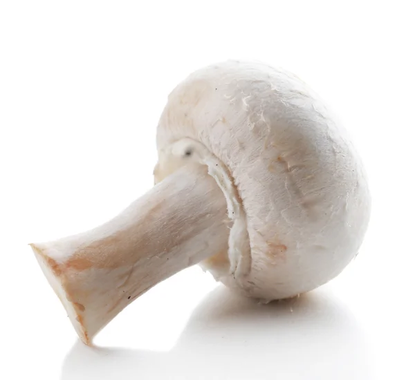 Champignon Pilz isoliert auf weißem Hintergrund — Stockfoto