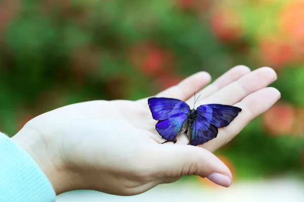 Bunter Schmetterling in der Hand — Stockfoto