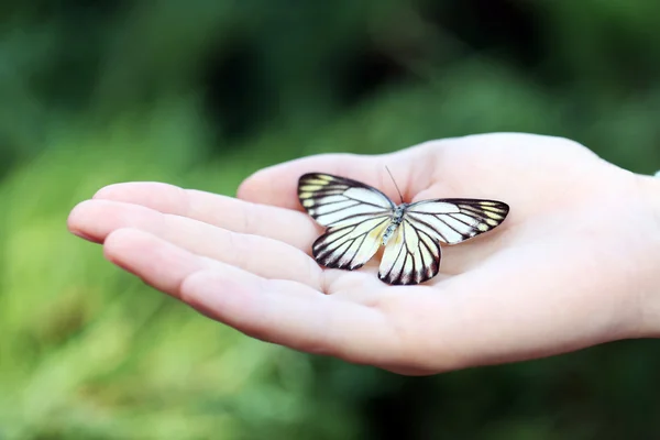 Mariposa colorida en la mano — Foto de Stock