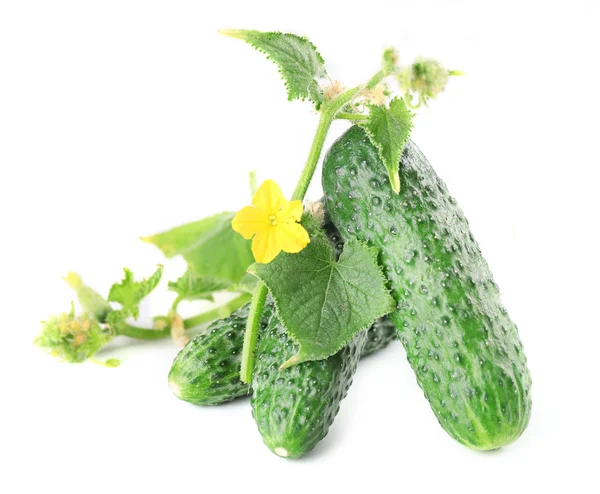 Fresh cucumbers with leafs isolated on white background — Stock Photo, Image