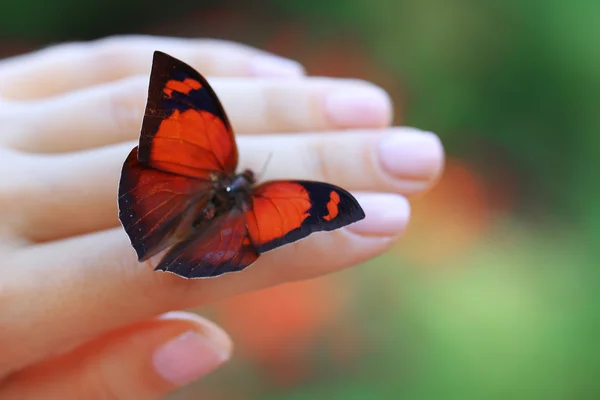 다채로운 나비 손에 — 스톡 사진