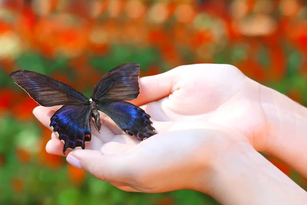 Mariposa colorida en manos femeninas —  Fotos de Stock