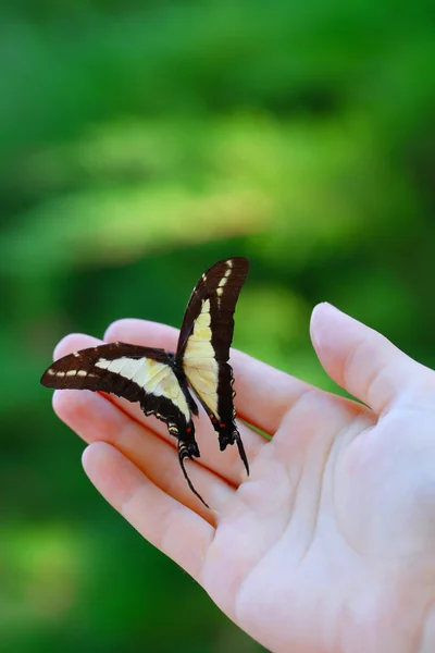 Kleurrijk butterfly in de hand — Stockfoto