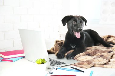 Zeki genç siyah Labrador retriever Ofis Masası üzerinde