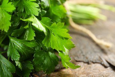 taze yeşil maydanoz