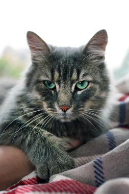 Gri kedi battaniye pencere yanında yatan