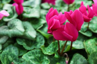 Kış çiçekleri: Siklamen çiçeği. sera, yakın çekim