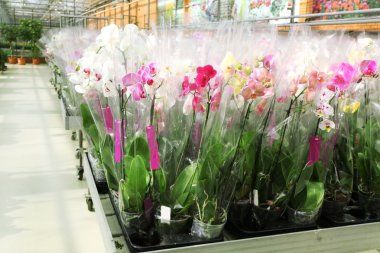 Orkide çiçek çiçek pazarında Satılık. Kapalı.