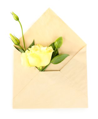 Zarf içinde beyaz eustoma beyaz izole