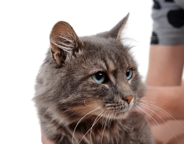 Woman holds grey cat — Stock Photo, Image