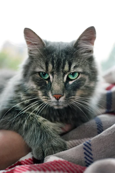 Grey cat lying on blanket near window — Stock Photo, Image