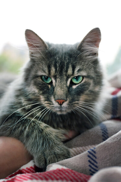 серый кот лежит на одеяле возле окна
