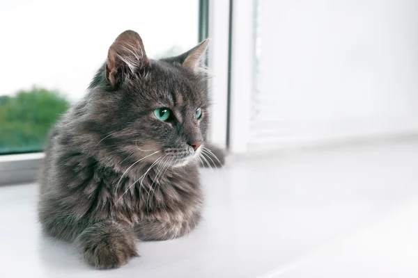 Gatto grigio sdraiato sul bordo della finestra — Foto Stock