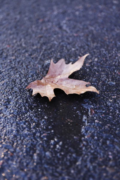 Islak zeminde akçaağaç yaprağı — Stok fotoğraf
