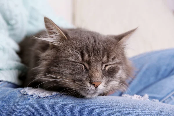 Серый ленивый кот — стоковое фото