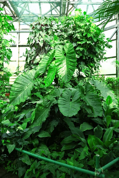 Tropické rostliny ve skleníku v botanic garden — Stock fotografie