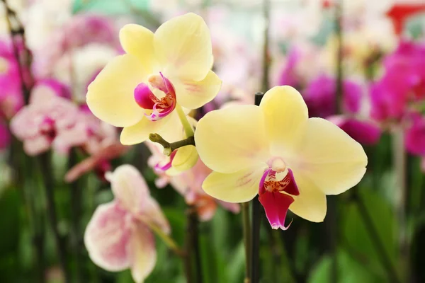 Orchidea virágok virágpiac eladó. Beltéri. — Stock Fotó