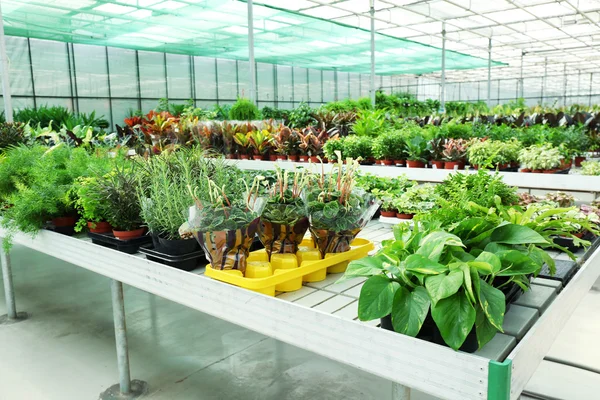 Huge greenhouse with lot of flowers and plants for sale — Stock Photo, Image