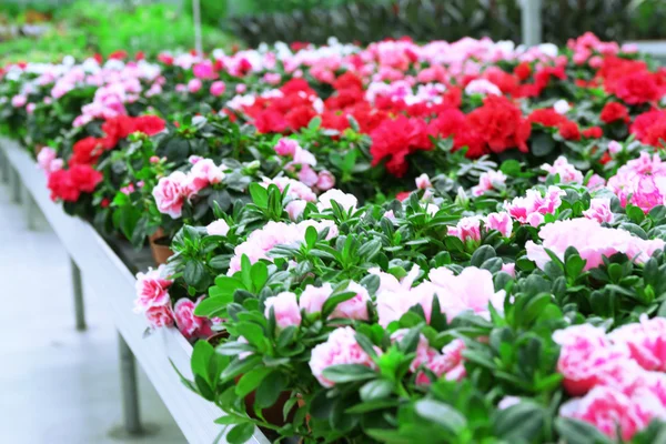 Riesiges Gewächshaus mit vielen Blumen und Pflanzen zum Verkauf — Stockfoto