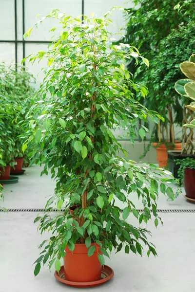 Stort växthus med massa blommor och plantor till salu — Stockfoto