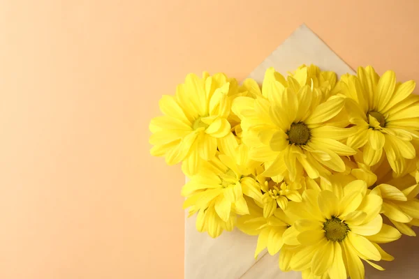 Yellow chrysanthemum in envelope on beige background — Stock Photo, Image