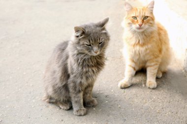 Kırmızı ve Gri kedi Park