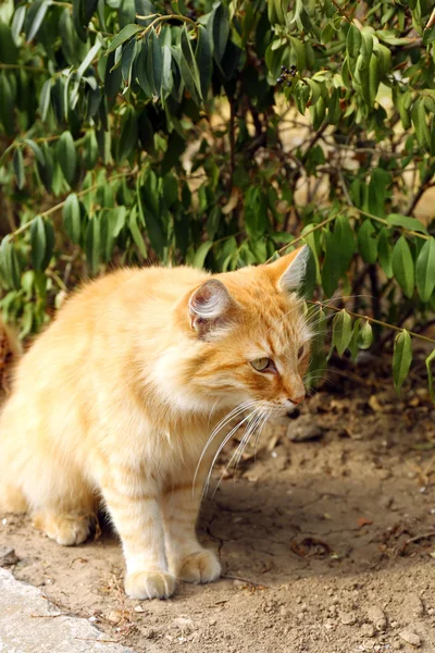 Gato vermelho no parque — Fotografia de Stock