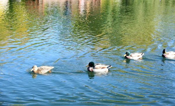 Lago nel parco estivo — Foto Stock