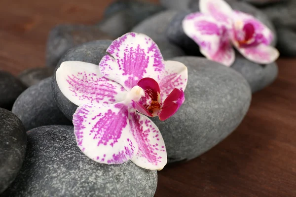 Pietre termali e orchidee — Foto Stock