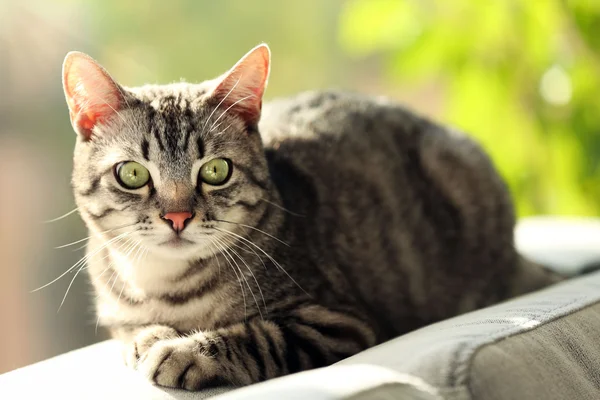 Kanepe üzerinde güzel kedi — Stok fotoğraf