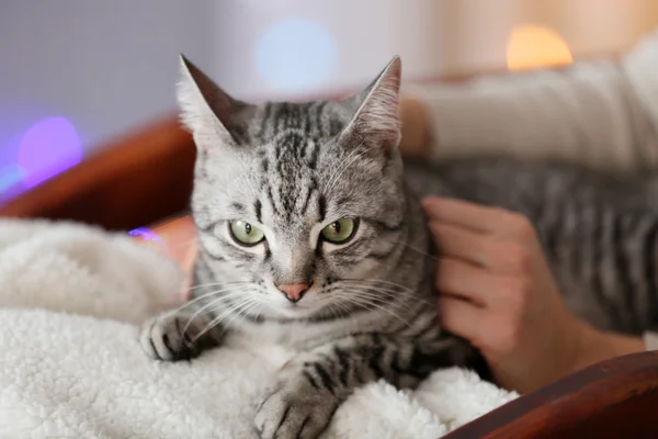 Katze auf hellem Hintergrund — Stockfoto