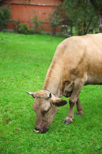 Çayırda otlayan inek