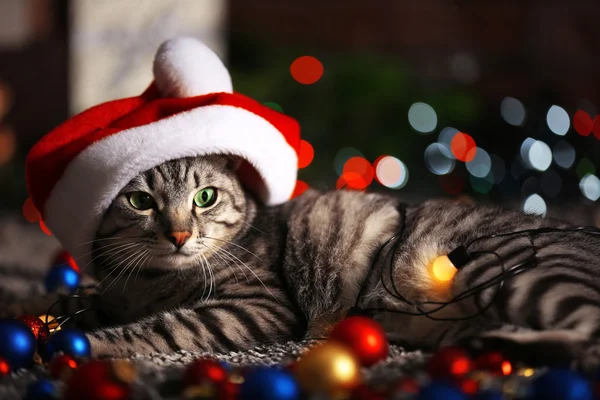 Beautiful cat near Christmas tree — Stock Photo, Image