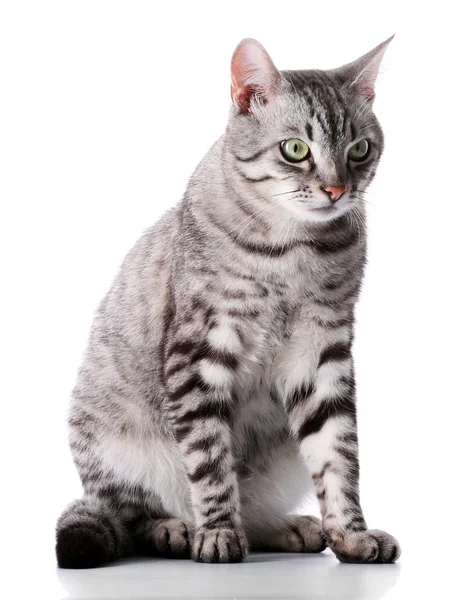 Гарний кіт, ізольовані — стокове фото