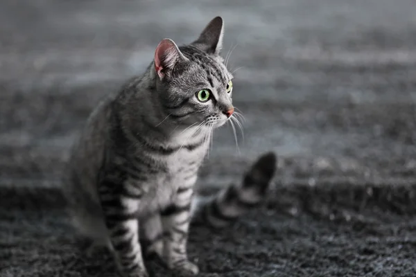 Krásná kočka na podlaze — Stock fotografie