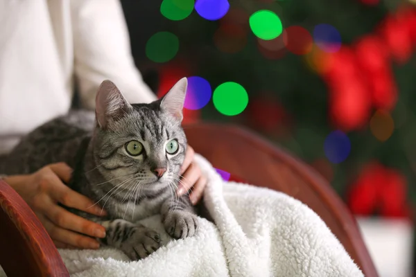 Hermoso gato cerca del árbol de Navidad — Foto de Stock