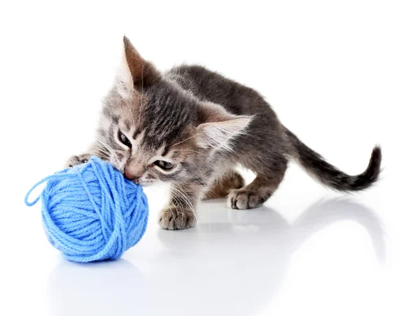 糸のかせを灰色子猫 — ストック写真