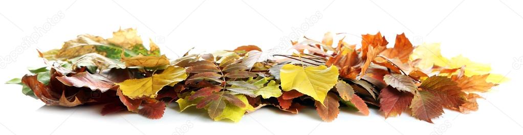 Colorful autumn leaves