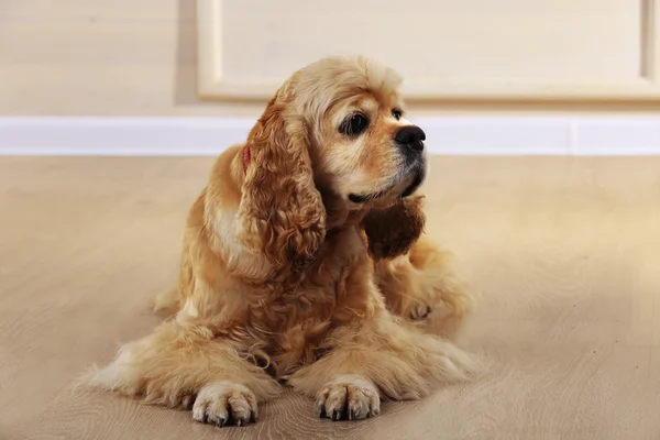 American cocker spaniel on floor — Stock Photo, Image