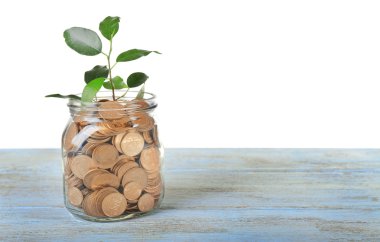 Paralar kapta büyüyen bitki